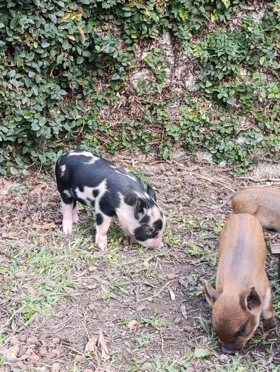Míni pig - Foto 4