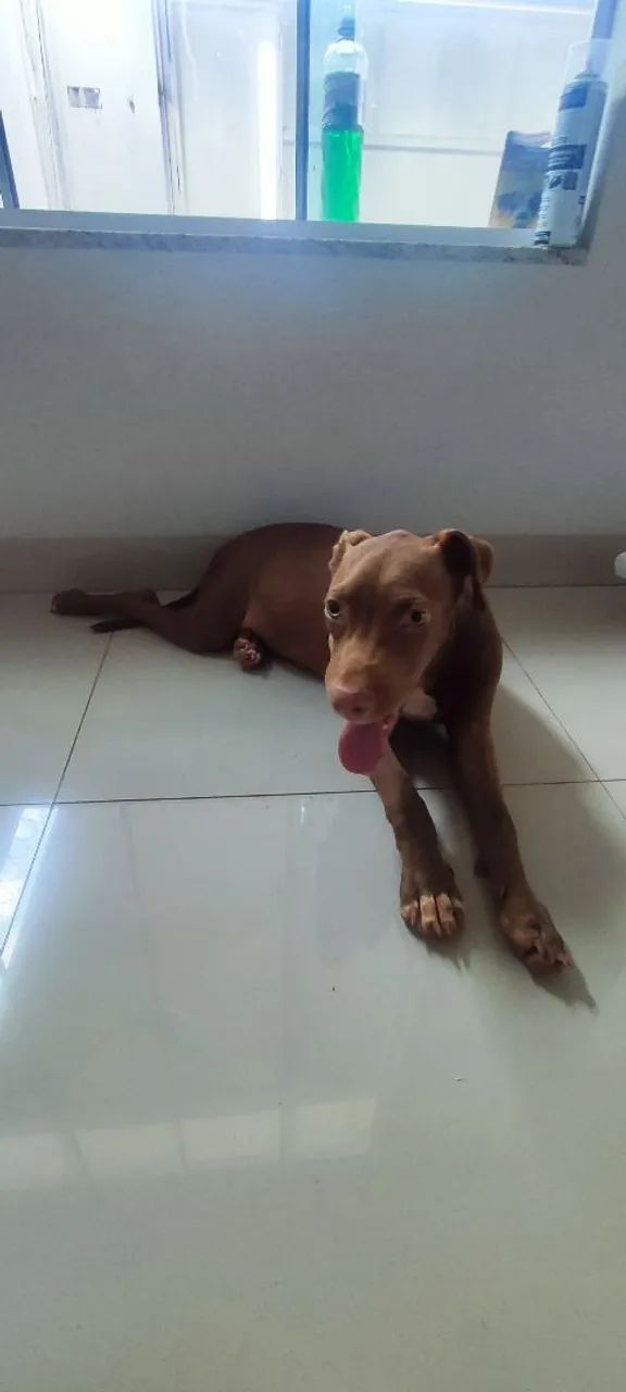 Pit bull doa- se 4 meses - Foto 3
