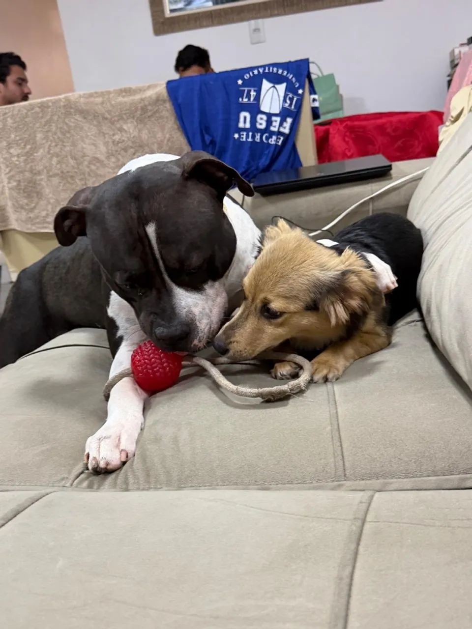 Blade e Nala  - Foto 3
