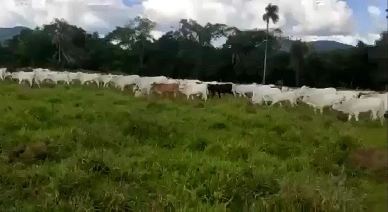 Fazenda de 560 alqueires em Monte Alegre-GO - Foto 5