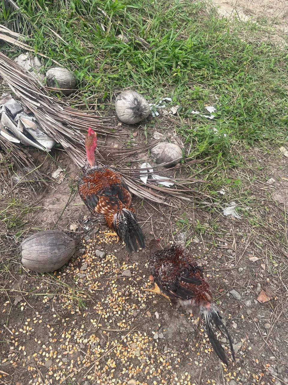 Frango  - Foto 3