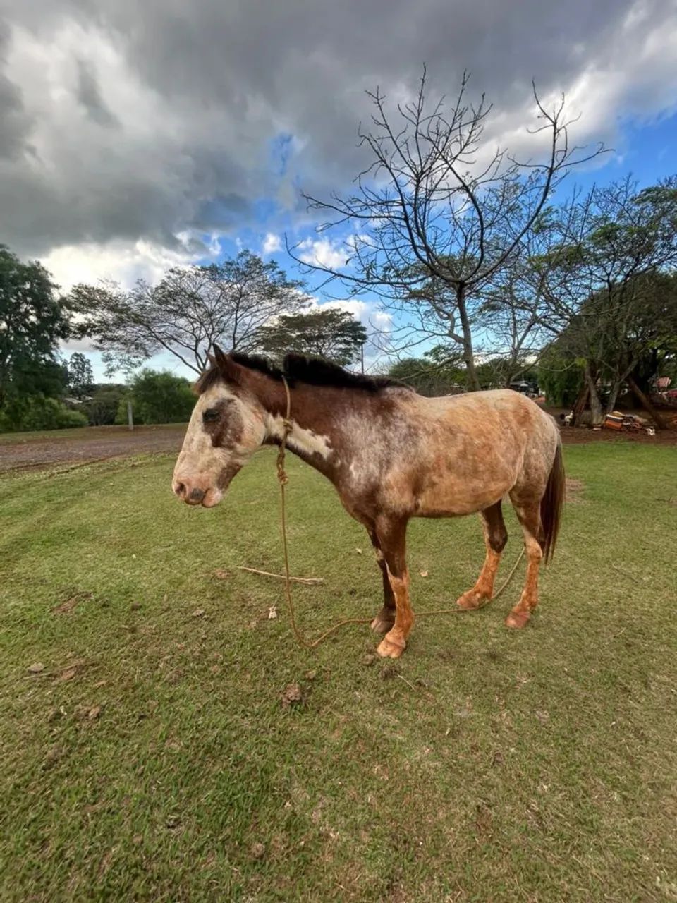Cavalo  - Foto 2