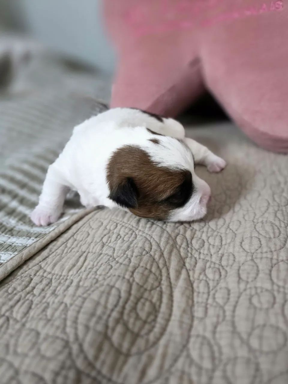 Venda de Jack Russel  - Foto 4