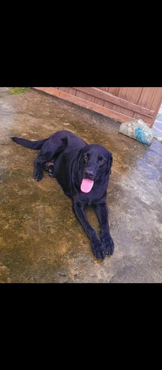 Doação de cachorro 