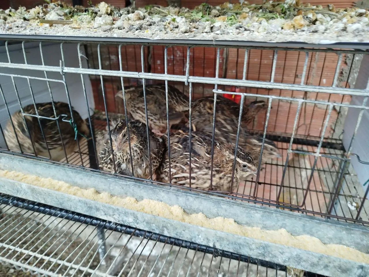 Codorna gigante - Foto 4