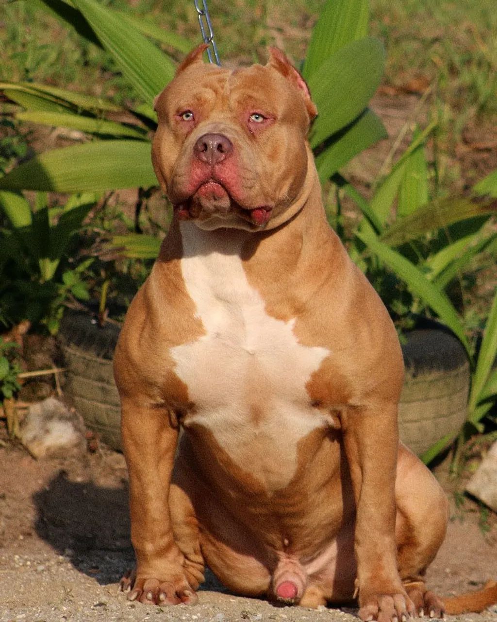 Pit monster macho DOAÇÃO EM PARCERIA - Foto 4