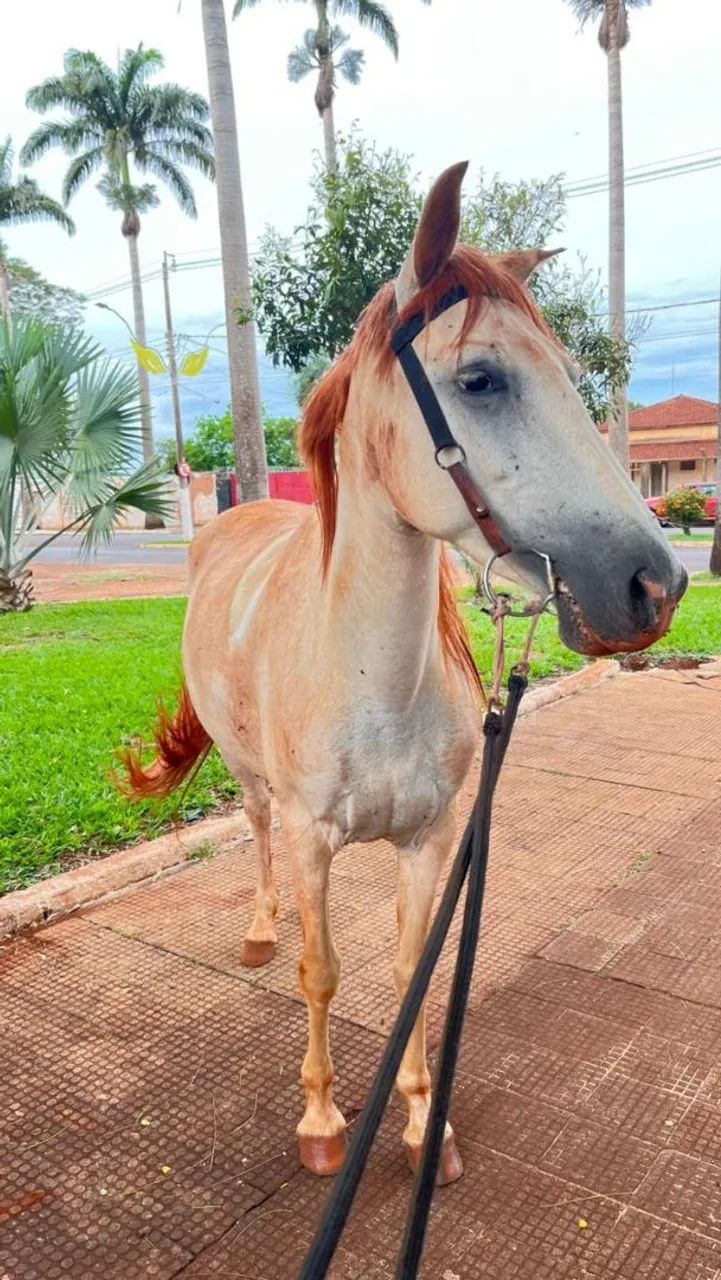 Vendo ou troco égua por outra égua,  - Foto 2