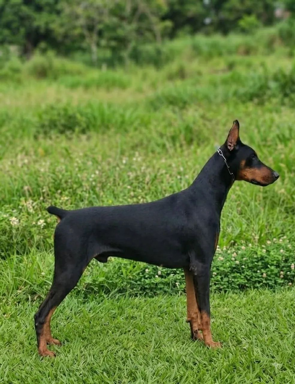 Dobermann jovem com 18 meses ( Super Pedigree) - Foto 2
