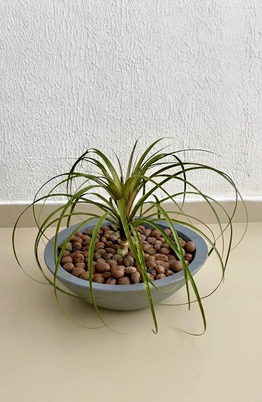 Vendo Planta Pata de Elefante 