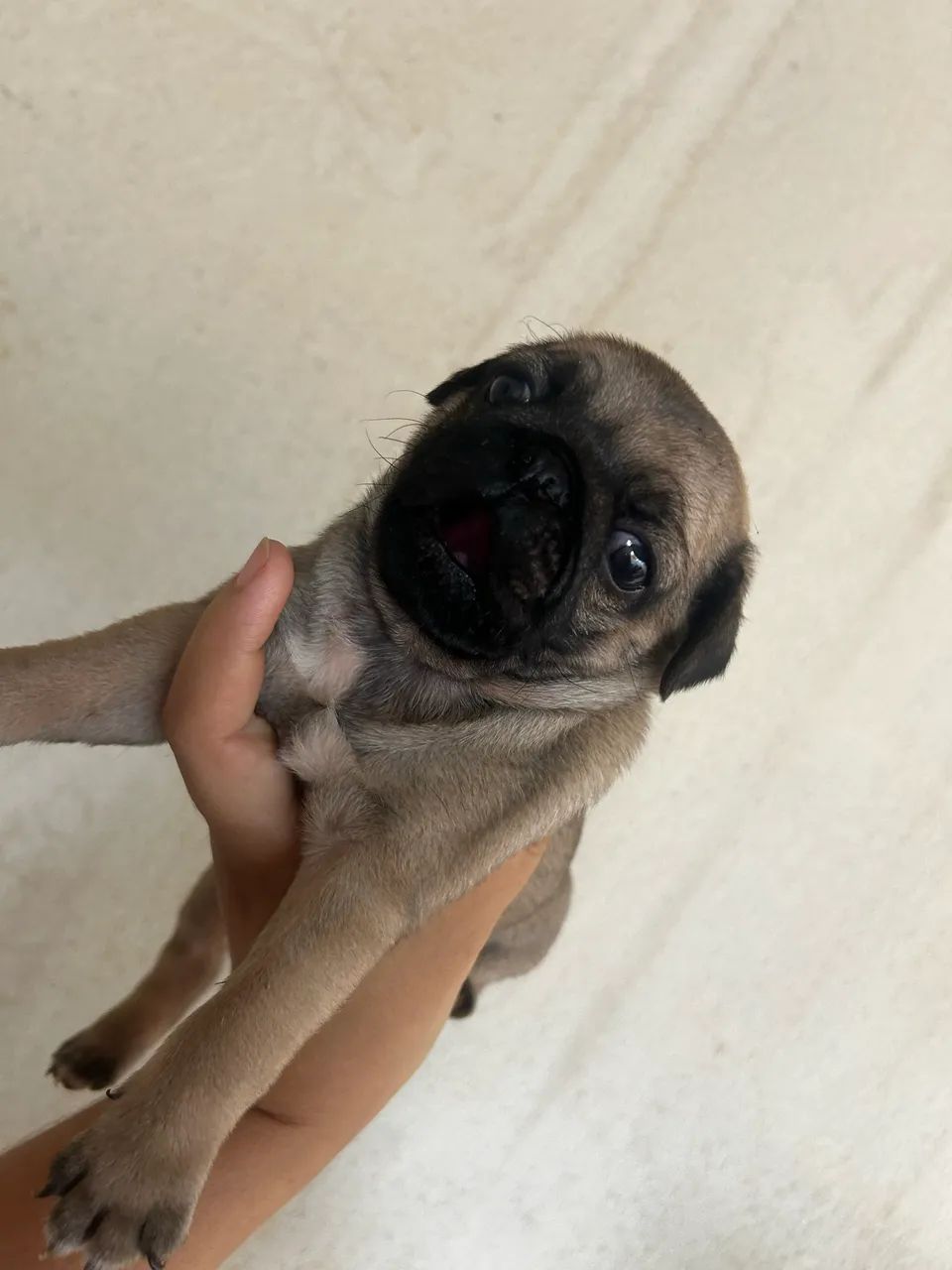 Pug - Foto 4