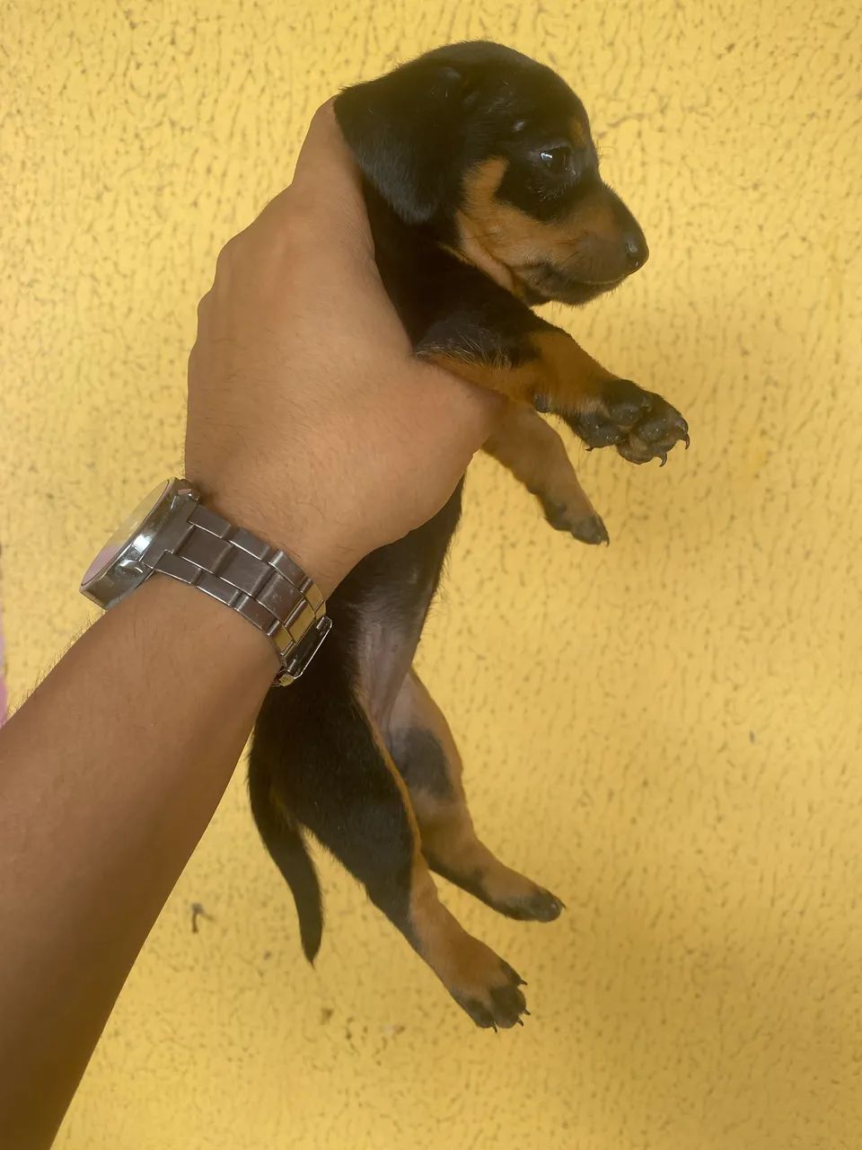 Cachorrinhos Salsichas(Dachshund) - Foto 5