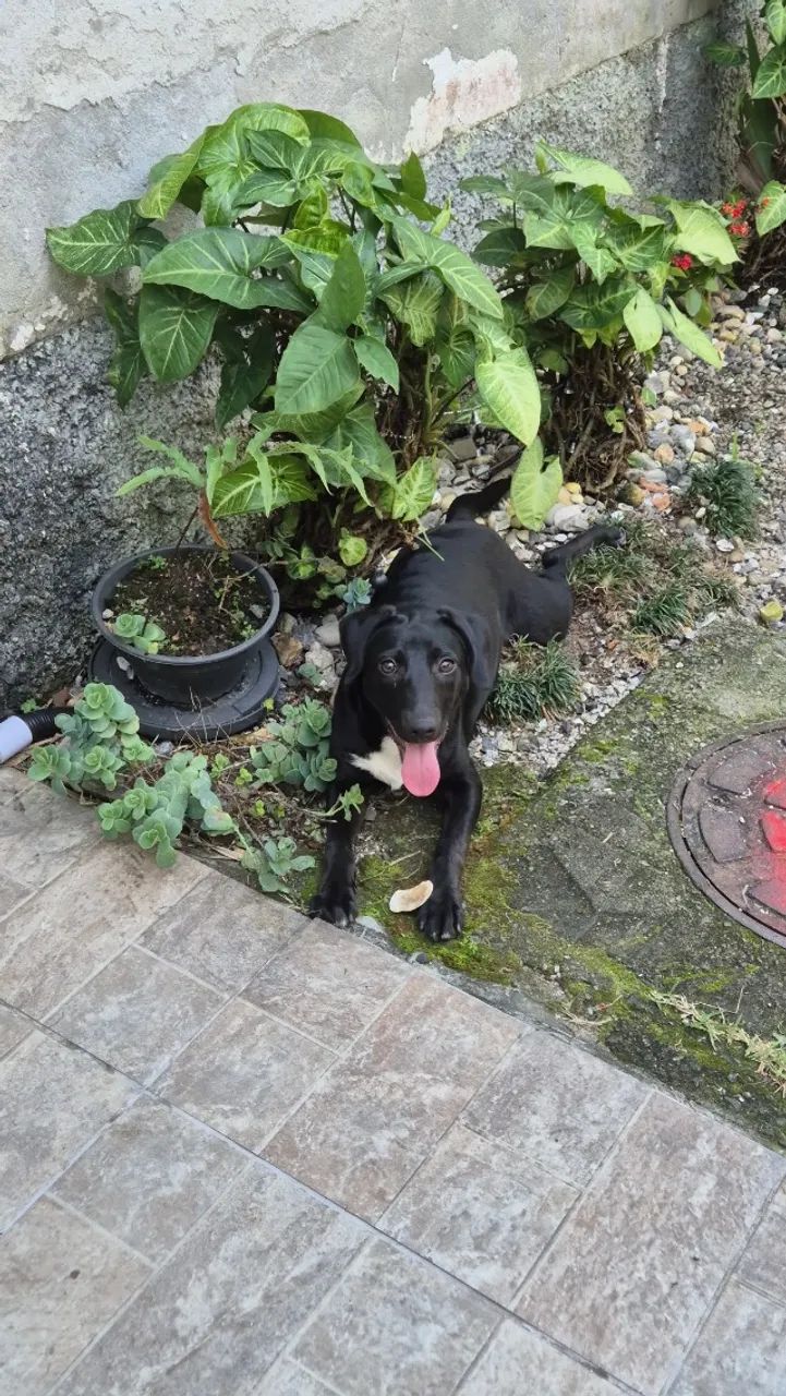 Adoção Responsável - Foto 3