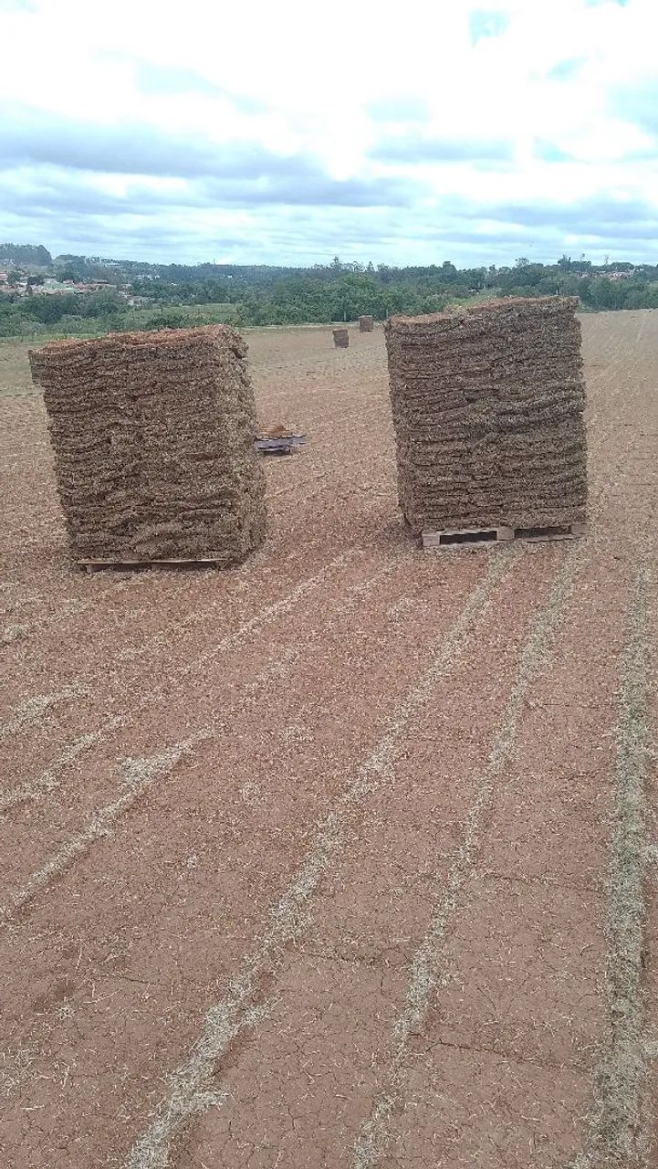 Gramas esmeralda  - Foto 6