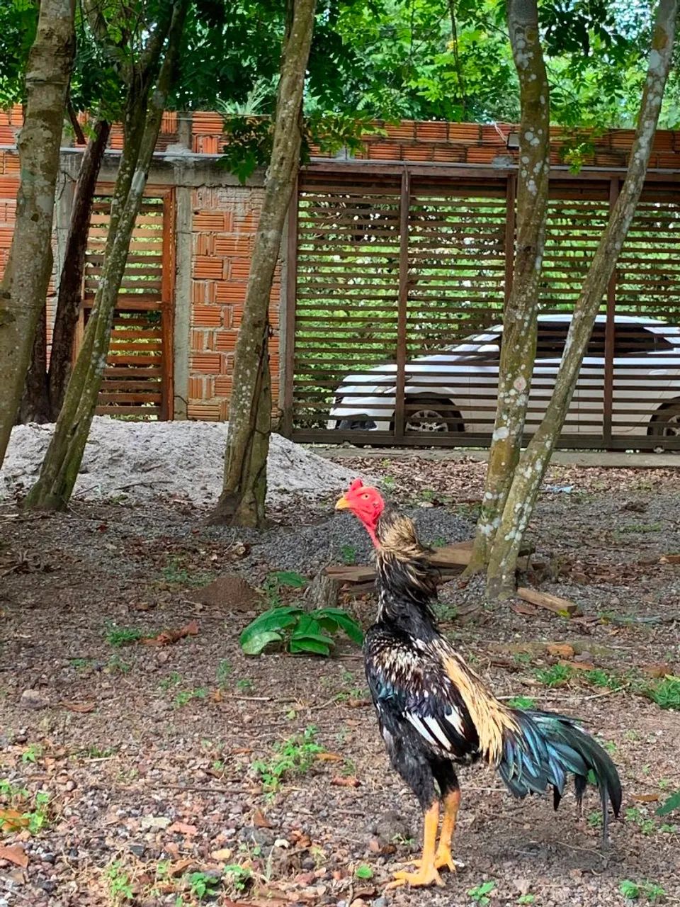 Galo de raça