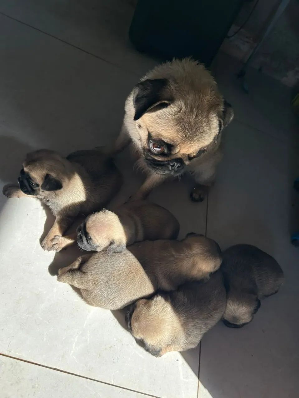 Pug mini - Foto 2