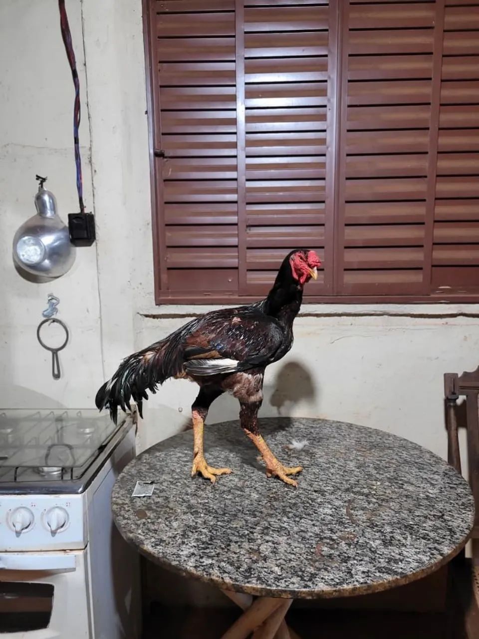 Animais - Foto 4