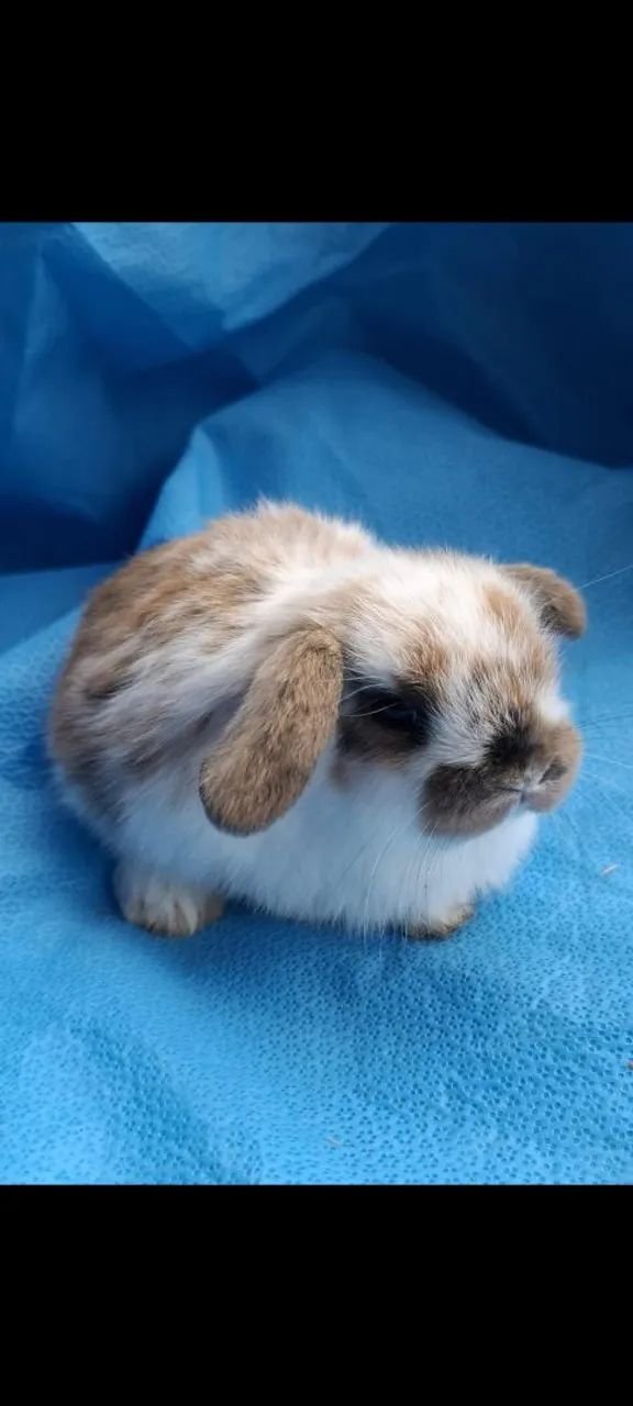 Mini coelhos