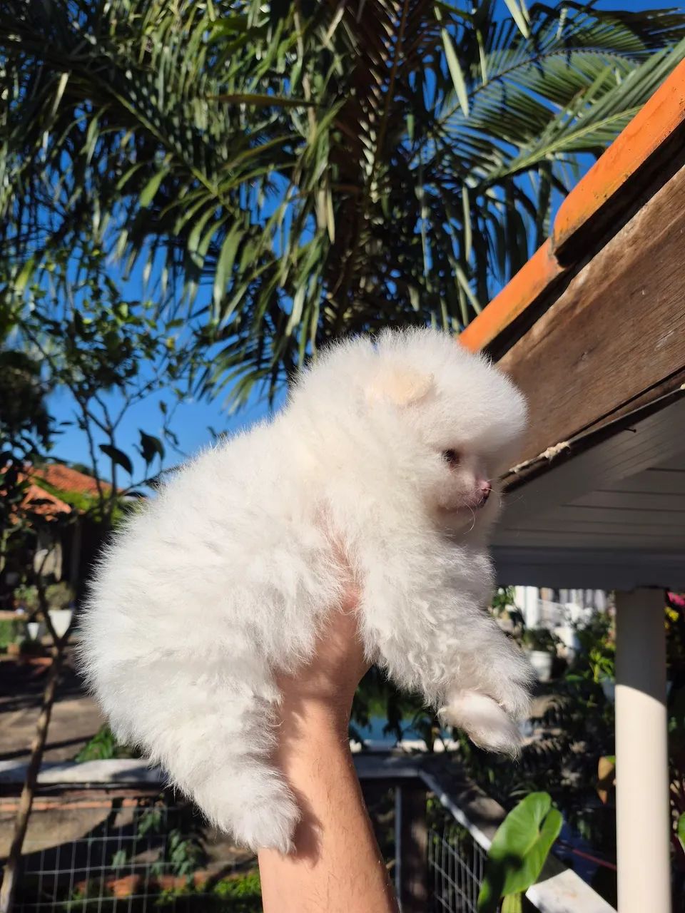 Spitz alemão  - Foto 4