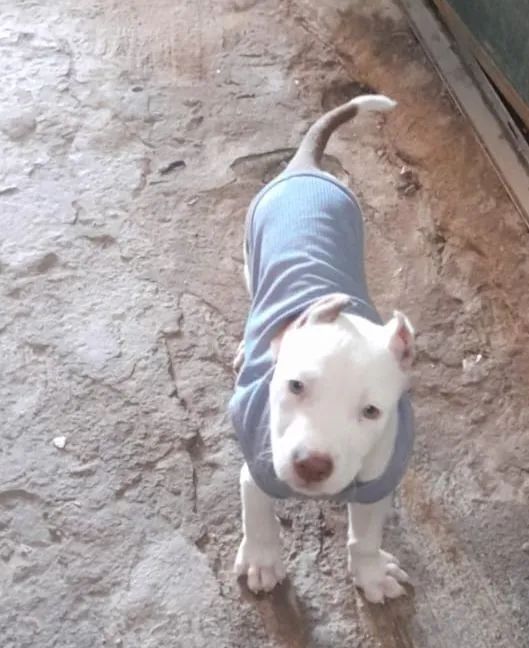 Pit Bull filhote - Foto 2