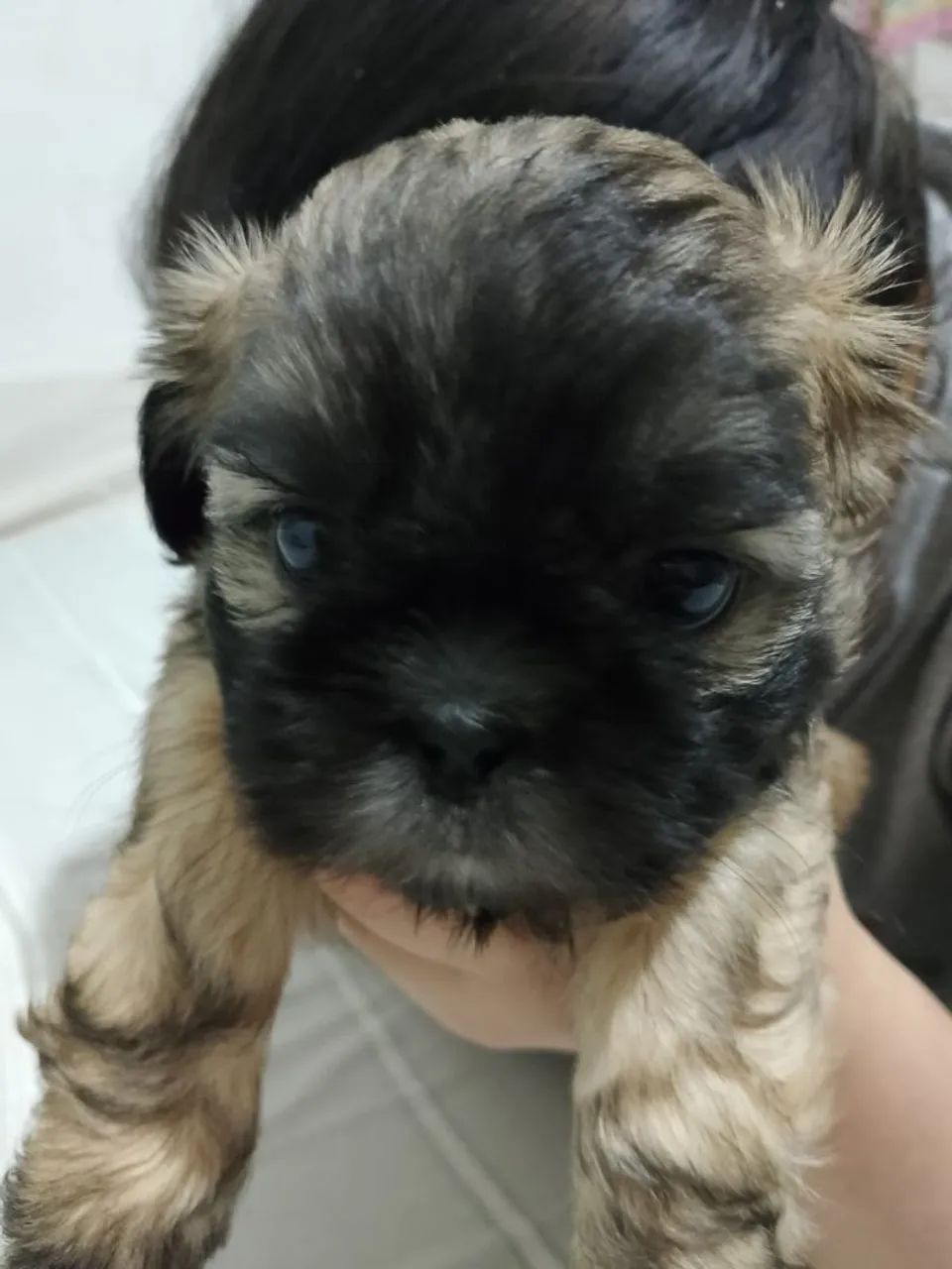 Cachorro 