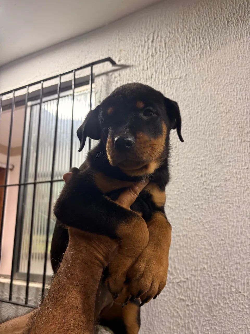 Rottweiler  - Foto 3