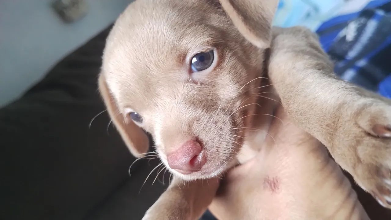 Cachorro Pincher 