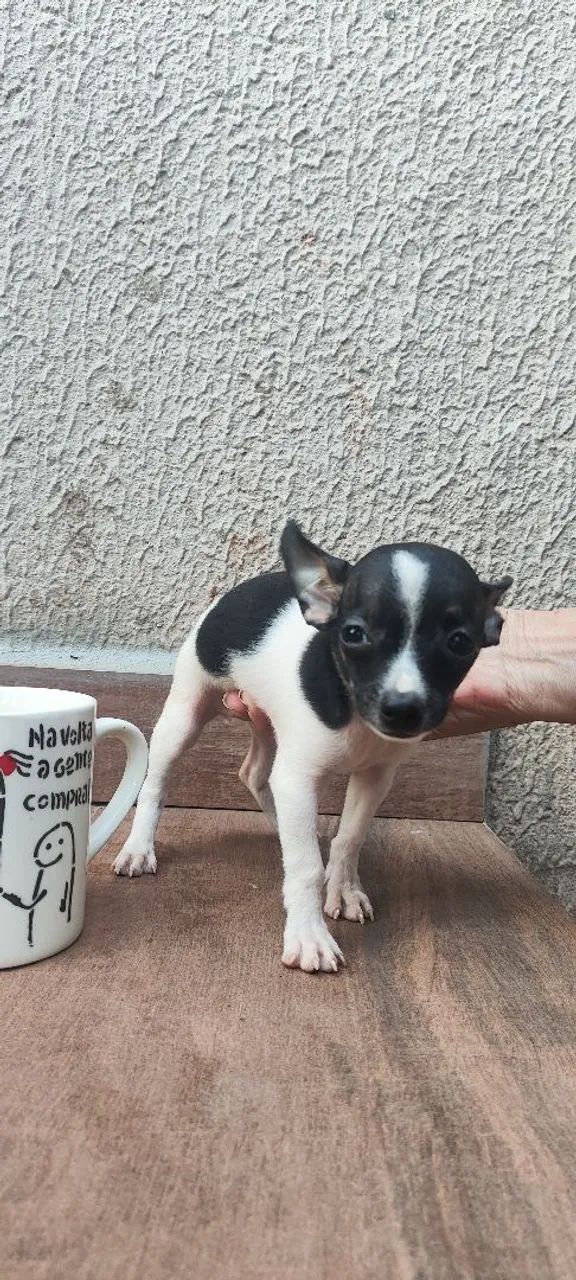Pinscher - Foto 2