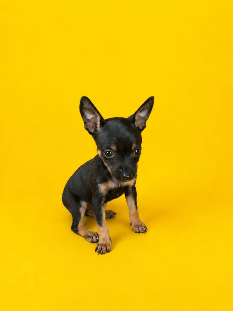 Pinscher mini disponível 