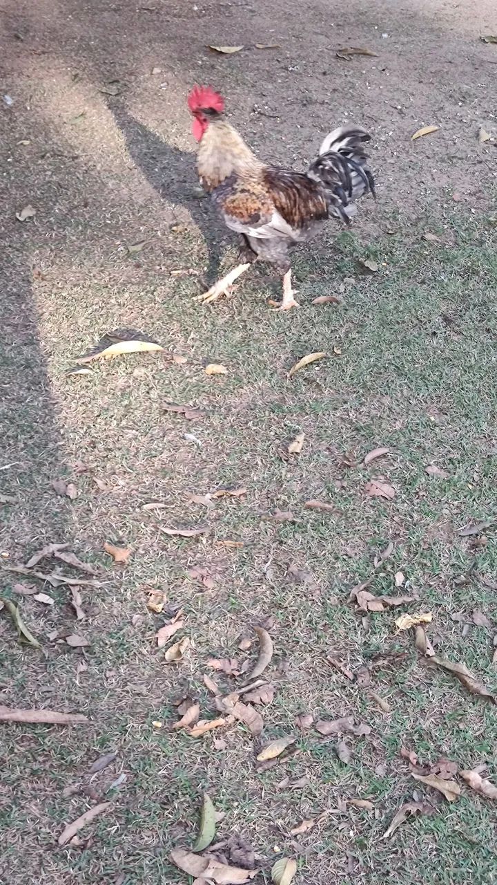 Galos excelentes  - Foto 2