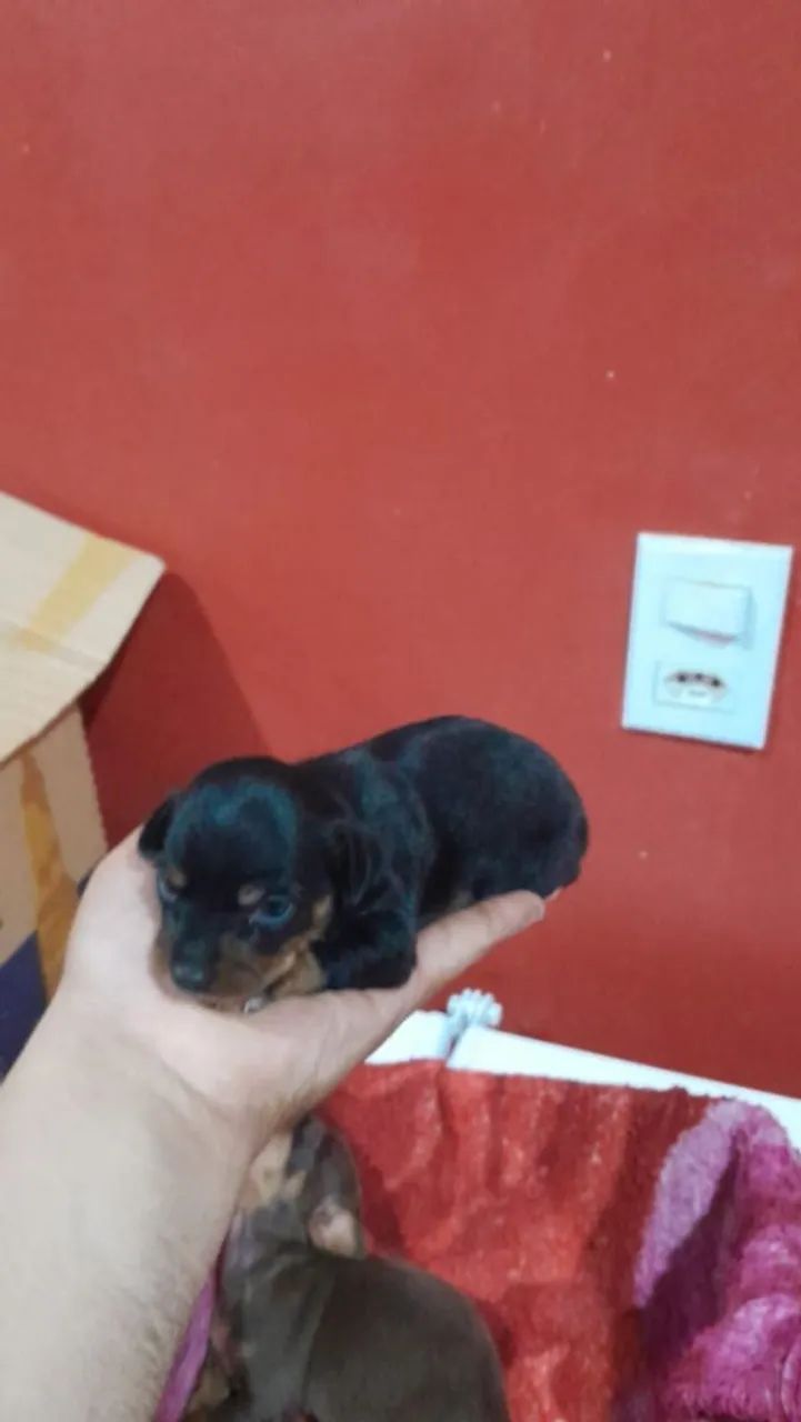 Cachorro 