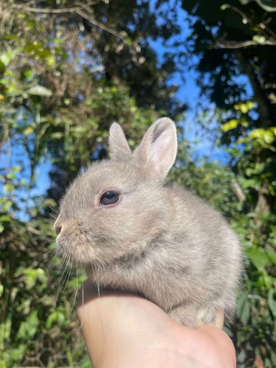 Mini coelhos e coelho anão  - Foto 3