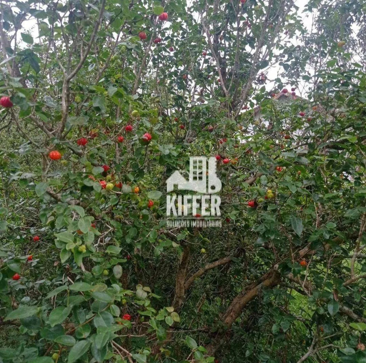 Sítio para alugar, 9945 m² por R$ 8.079,01/mês - Manoel Ribeiro (Ponta Negra) - Maricá/RJ - Foto 4
