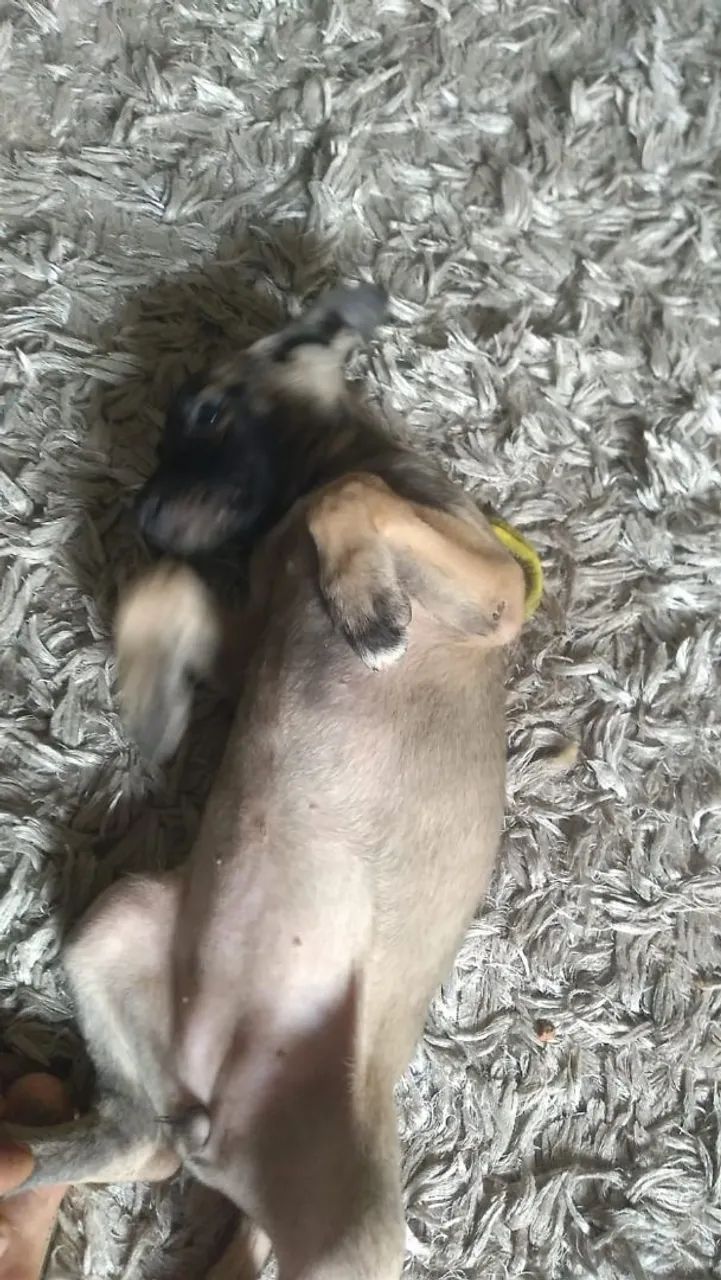 Doa-se cachorinhos - Foto 5