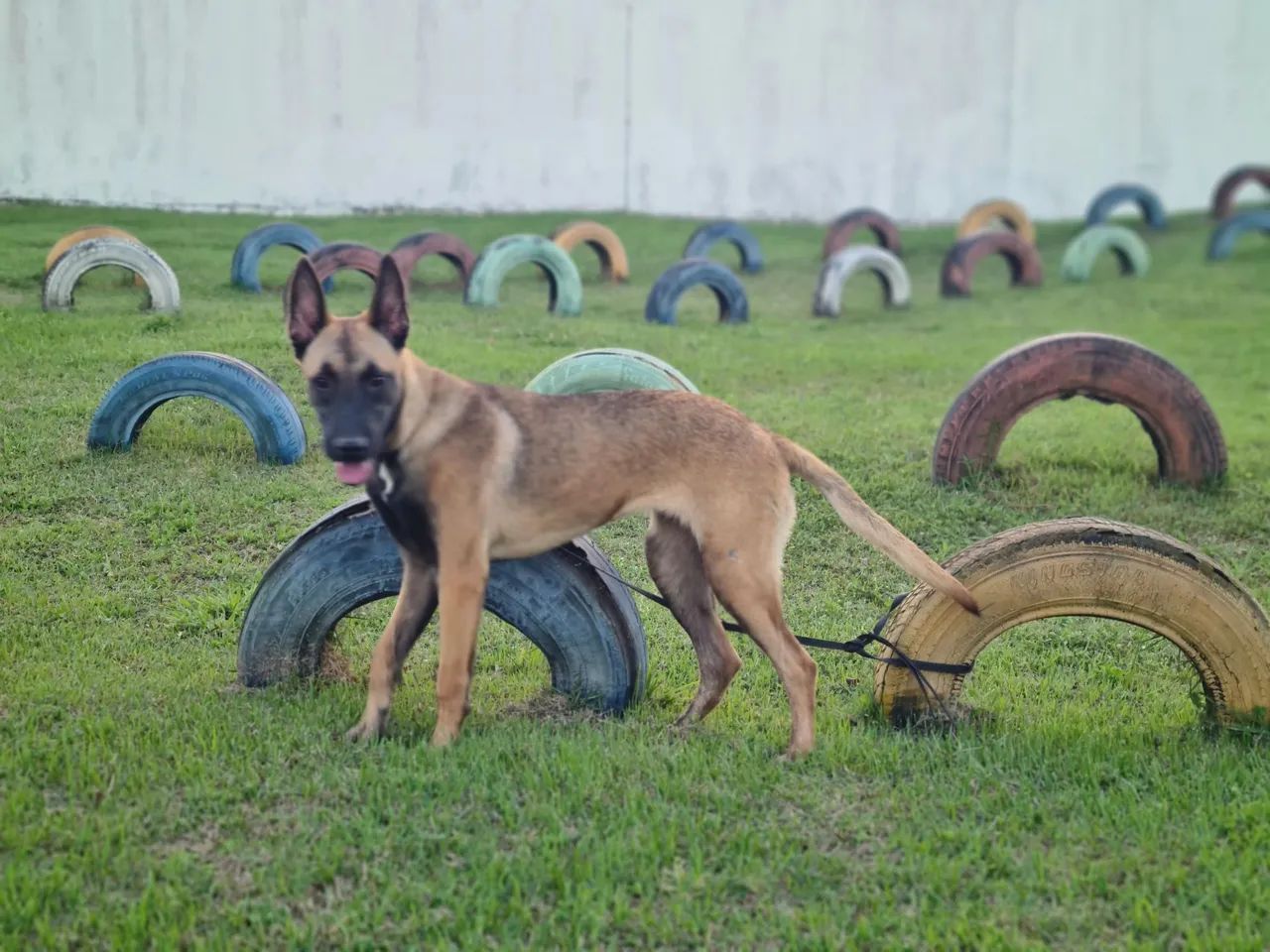 Excelente oportunidade Malinois