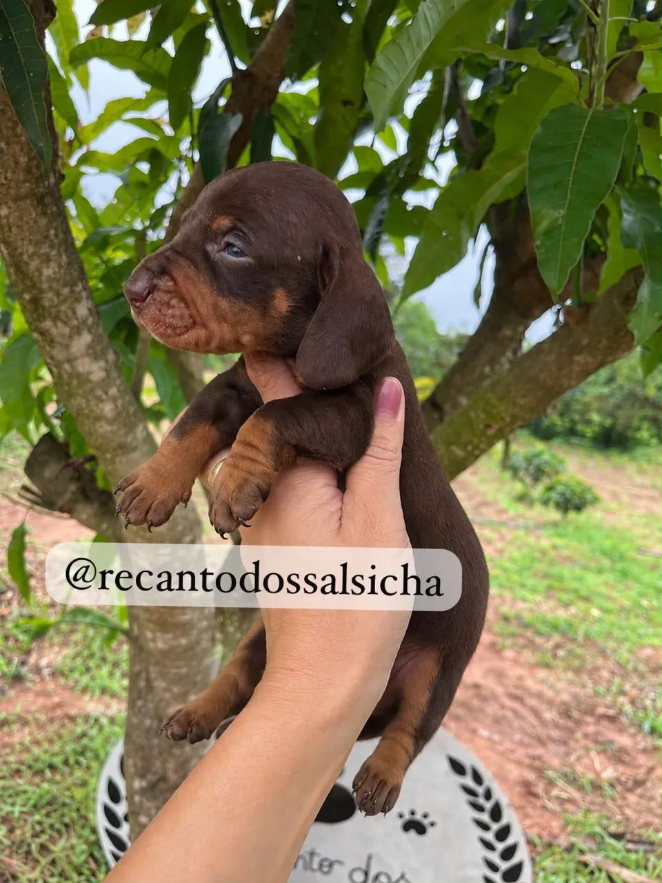 Filhotes DACHSHUND (salsichinhas)  - Foto 3