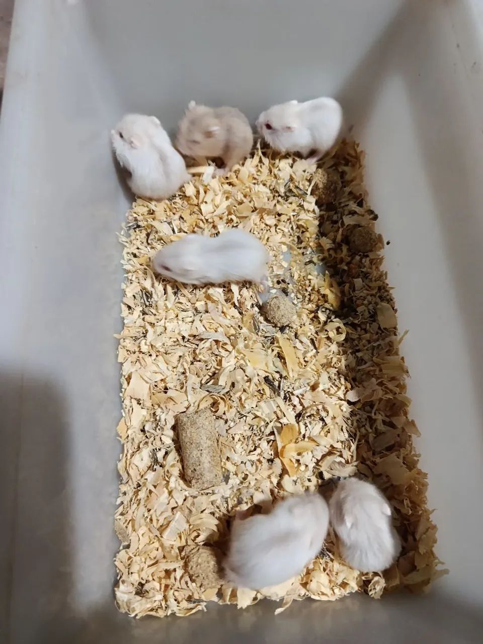Hamster ? - Foto 2
