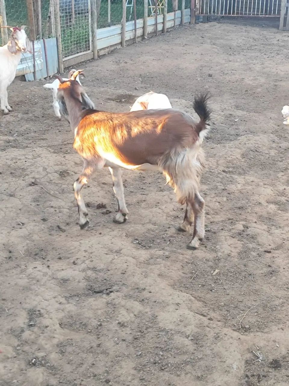 Cabra Anglo Nubiana - Enxertada  - Foto 2