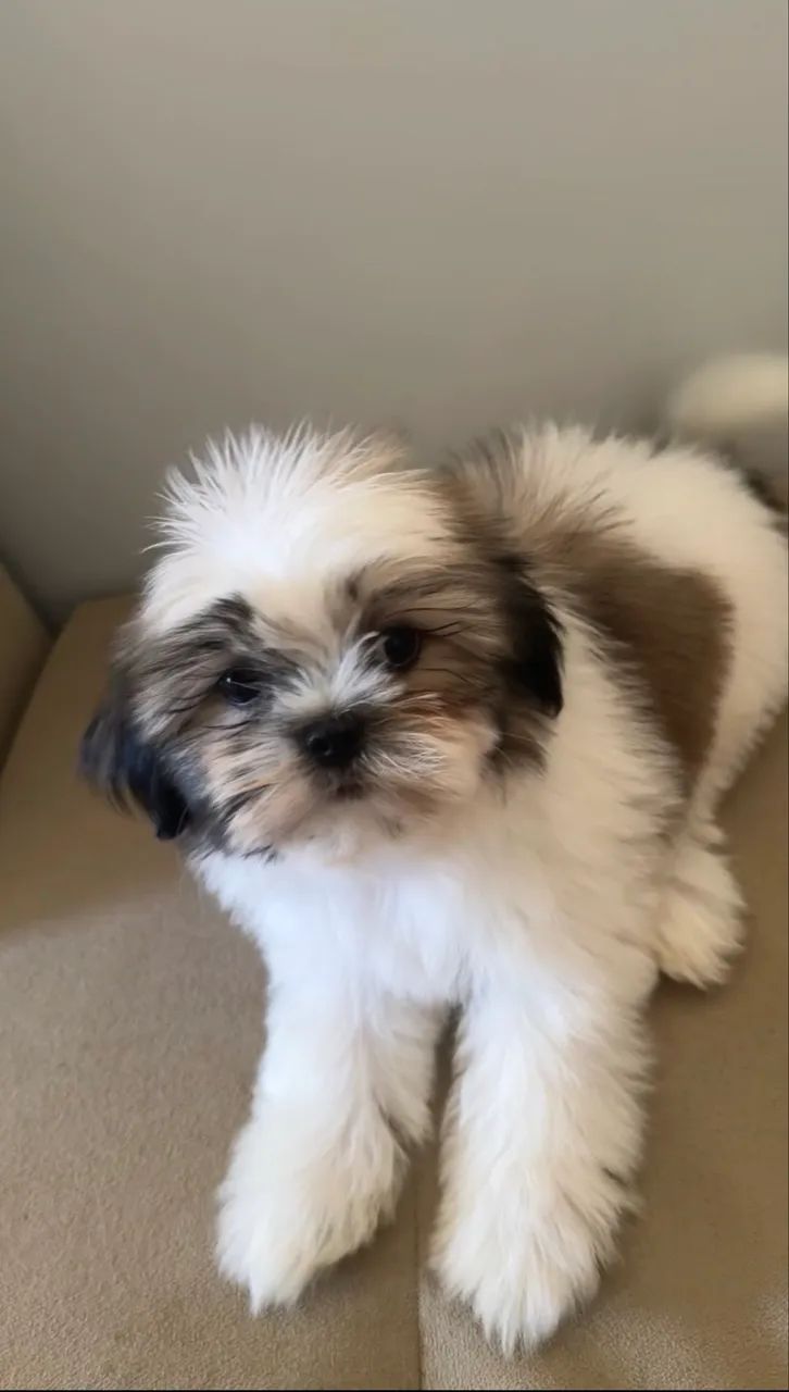 Shih tzu - Foto 5