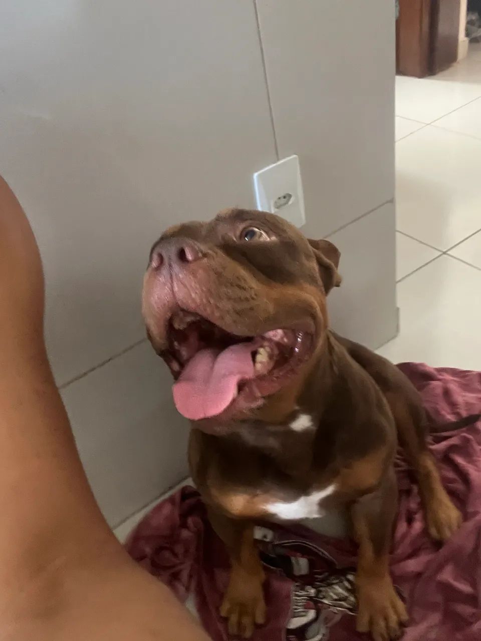 American Bully Cobertura - Foto 4