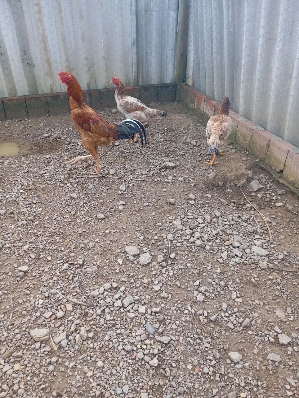 Vendo galinhas caipira 