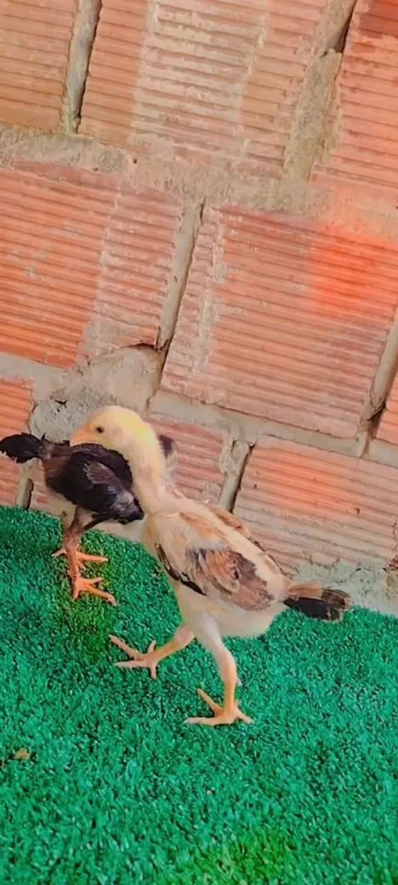 Frangos e pintos de raça, todos - Foto 4