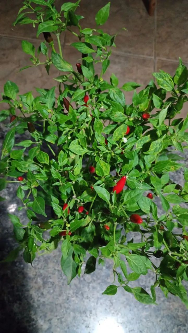 Mudas de plantas - Foto 3