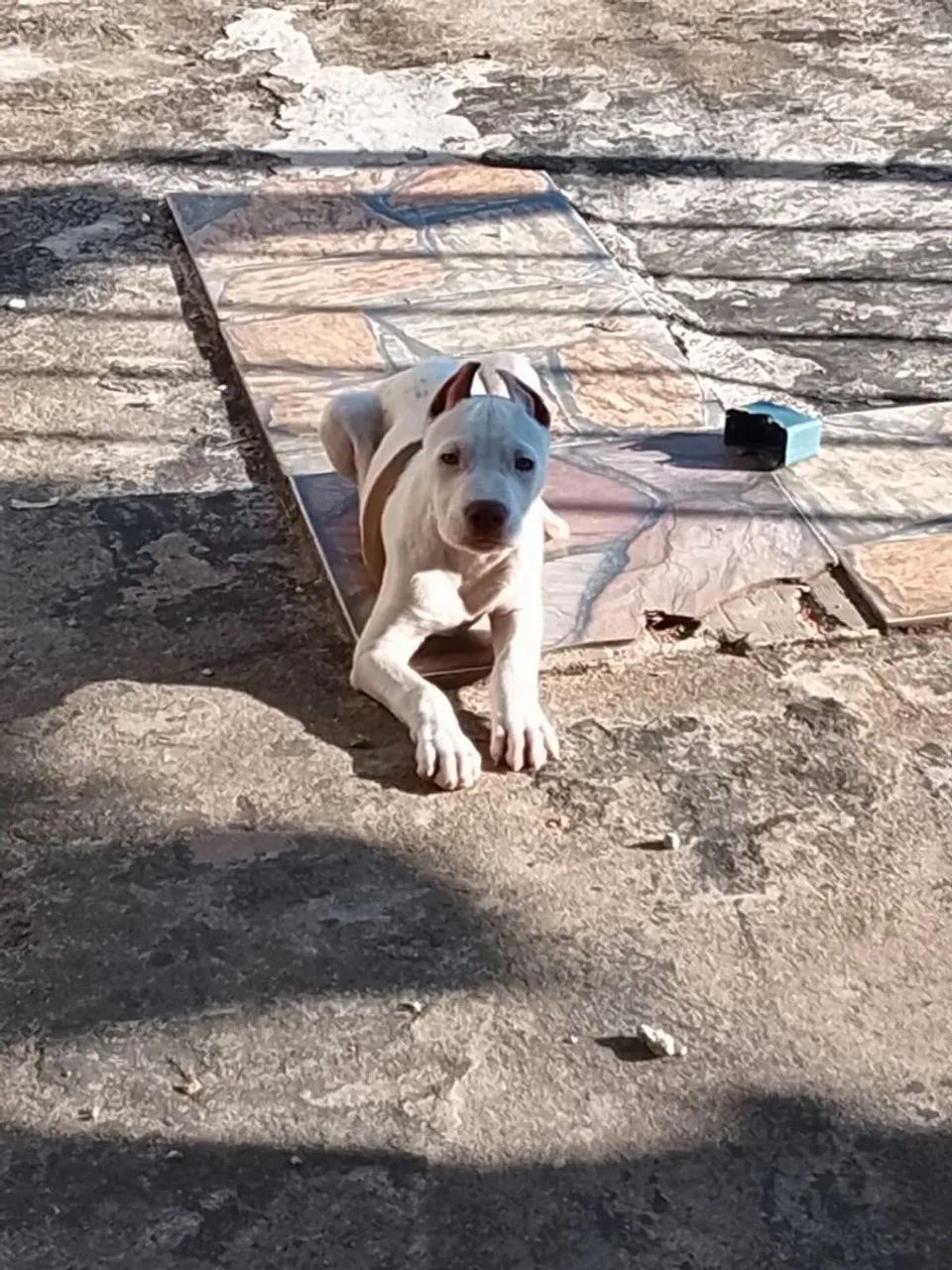 Pit Bull filhote