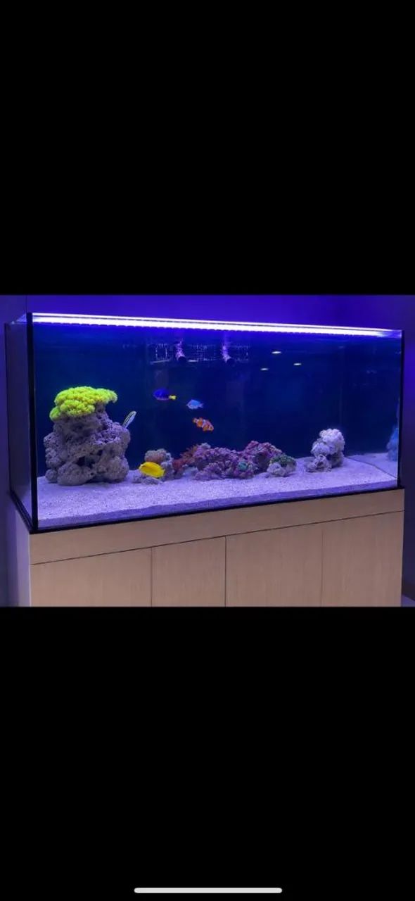 Aquário completo 200 litros água salgada