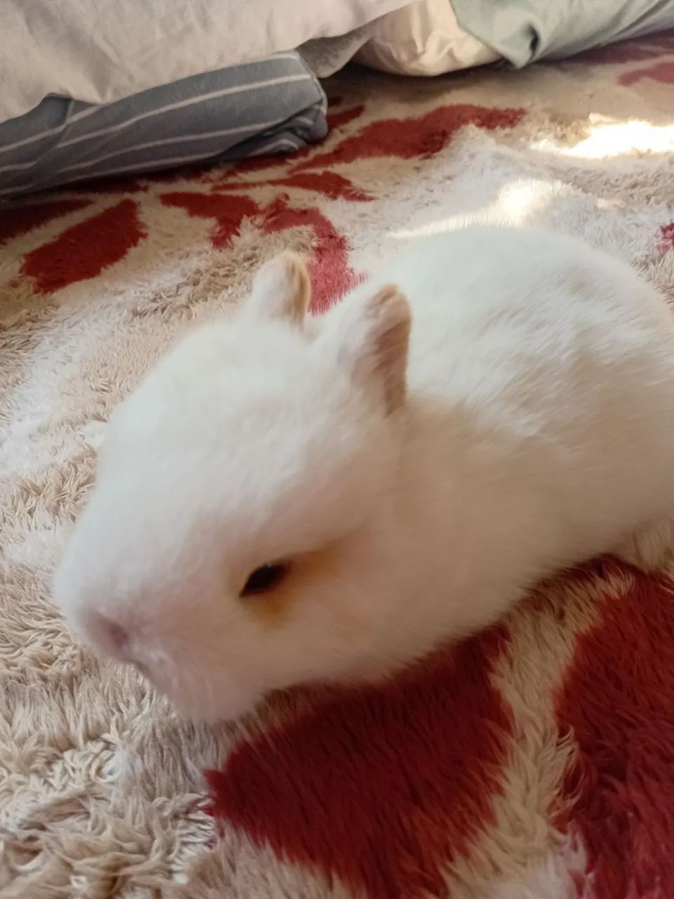 Coelho de Netherland dwarf  - Foto 3