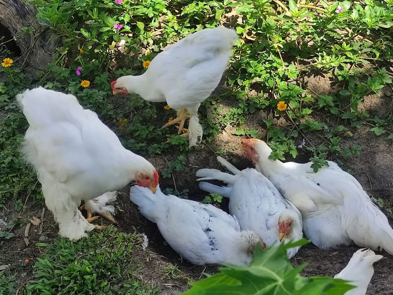 Frangas da Raça brahma white