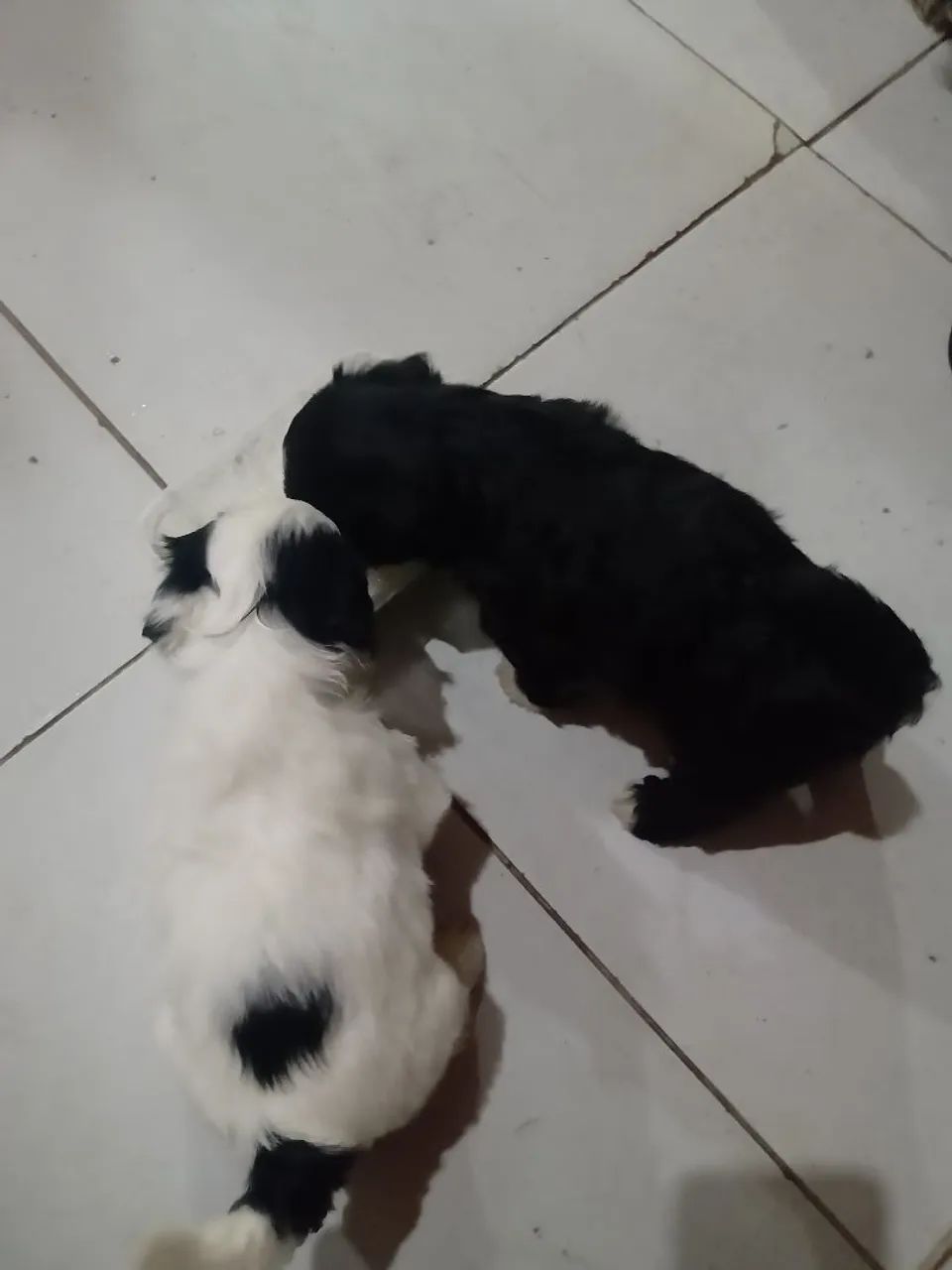 Shitzu  - Foto 5