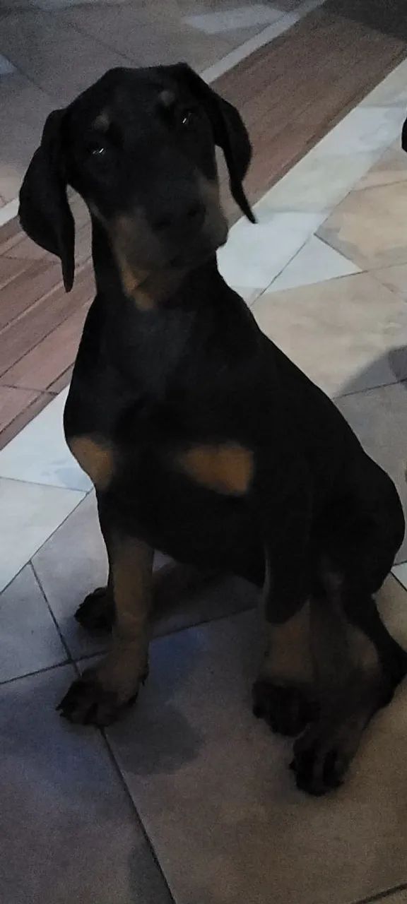 Filhote Fêmea de Doberman - Socializada, saudável e acompanhada por veterinário  - Foto 4
