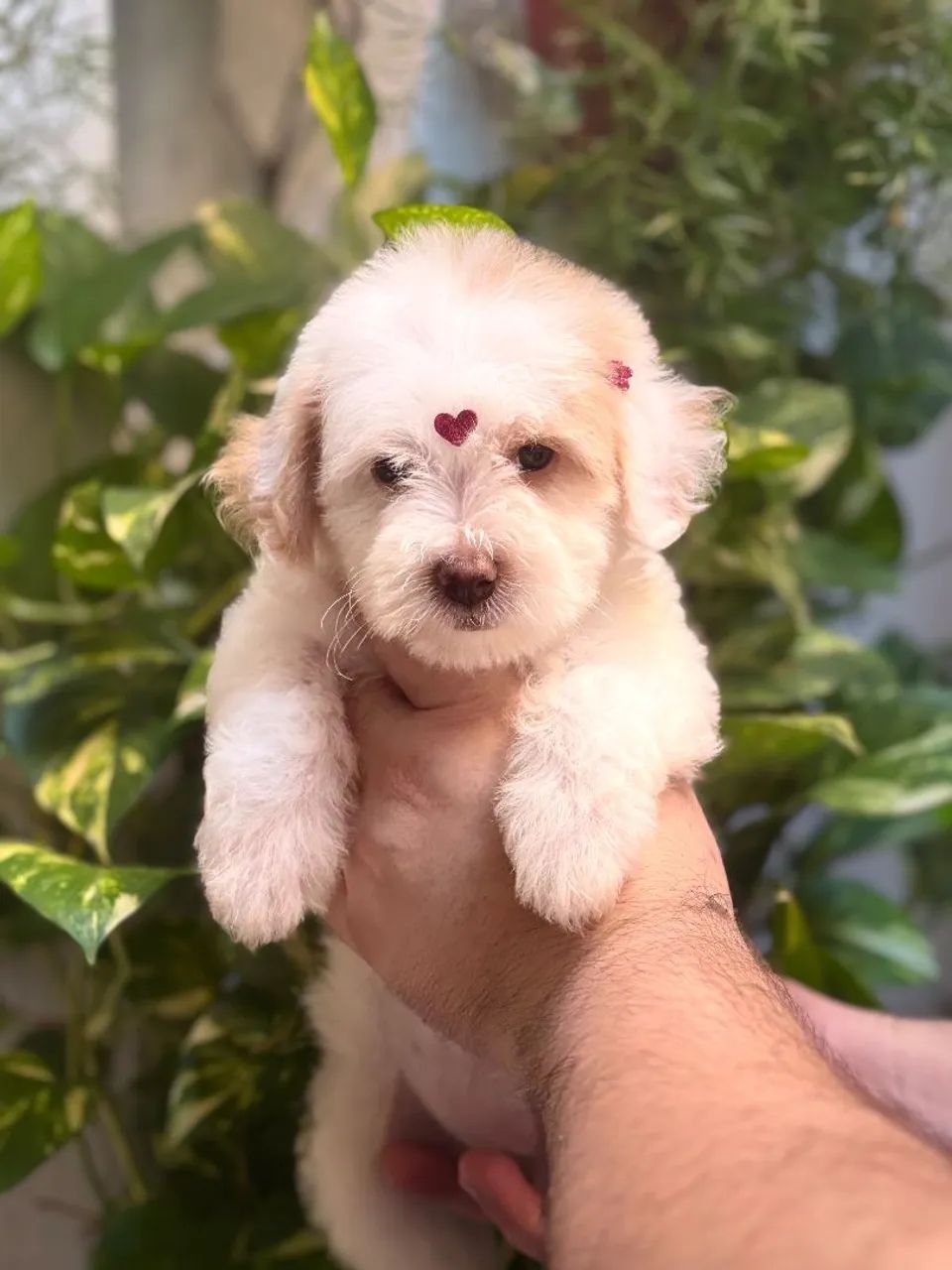 POODLE 