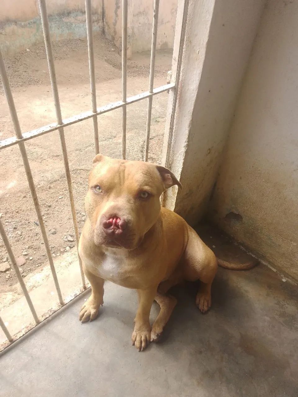 Pet - Foto 2
